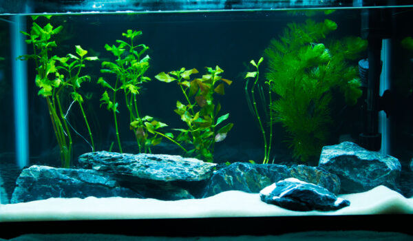 My Aquascaping project