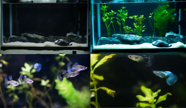 My Aquascaping project