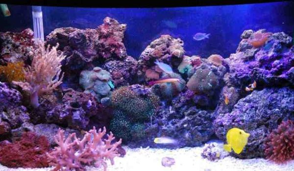 Your First Saltwater Reef Aquarium